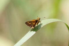 Parnara amalia