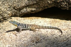 Petrosaurus thalassinus