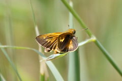 Parnara amalia