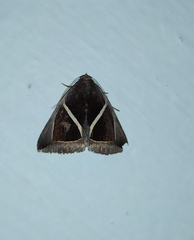 Chalciope mygdon