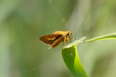 Parnara amalia