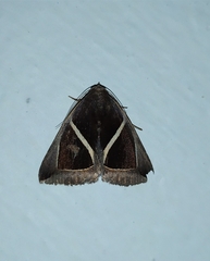 Chalciope mygdon