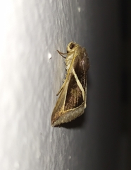 Chalciope mygdon