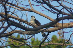 Campylorhynchus griseus