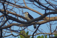Campylorhynchus griseus
