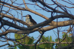 Campylorhynchus griseus