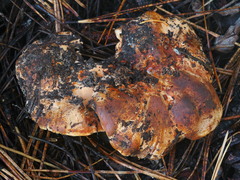 Sarcodon indurescens