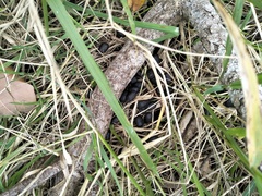 Cervus nippon taiouanus