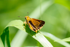 Parnara amalia
