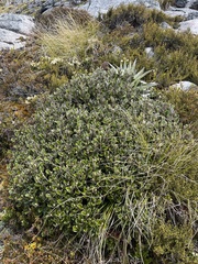 Brachyglottis bidwillii