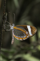 Dismorphia theucharila fortunata