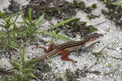 Aspidoscelis angusticeps