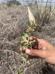Asclepias arenaria