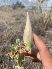 Asclepias arenaria