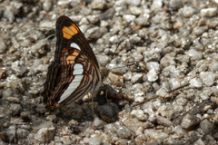 Adelpha iphicleola iphicleola