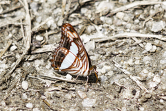 Adelpha iphicleola iphicleola