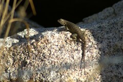 Sceloporus hunsakeri