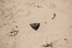 Synemon parthenoides