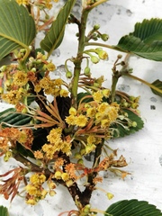 Cercocarpus macrophyllus