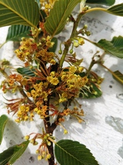 Cercocarpus macrophyllus