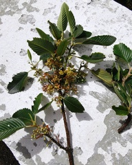 Cercocarpus macrophyllus