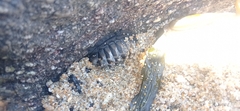 Chiton granosus