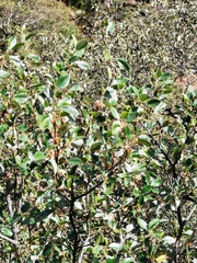 Cercocarpus macrophyllus