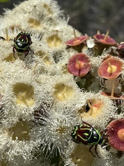 Eupoecila australasiae