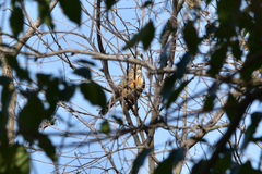Turdus hortulorum