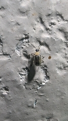 Diabroticina