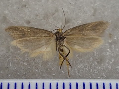 Oecophoridae