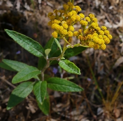 Senecio hypoleucus