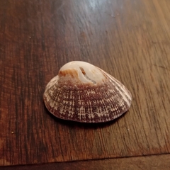 Concholepas concholepas