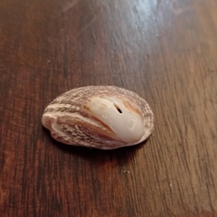 Concholepas concholepas