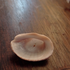 Concholepas concholepas