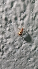 Diabroticina
