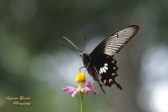 Pachliopta adamas