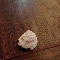 Crepipatella dilatata