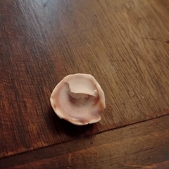 Crepipatella dilatata