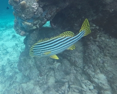 Plectorhinchus vittatus