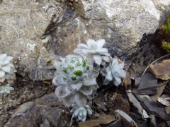 Helichrysum coralloides
