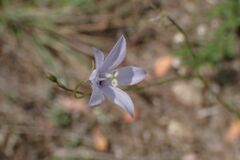 Wahlenbergia krebsii