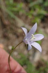 Wahlenbergia krebsii