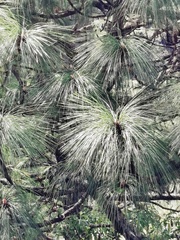 Pinus devoniana