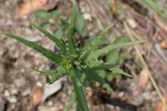 Wahlenbergia krebsii