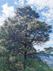 Pinus devoniana