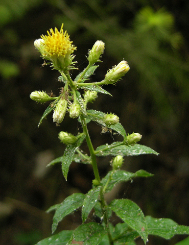 wayside aster (Eucephalus vialis)