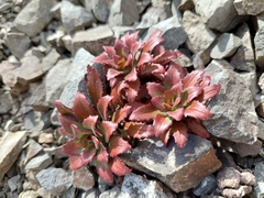 Epilobium forbesii