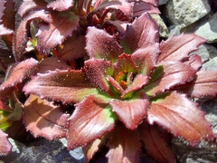 Epilobium forbesii
