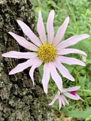 Iostephane heterophylla